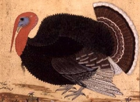 thanksgiving