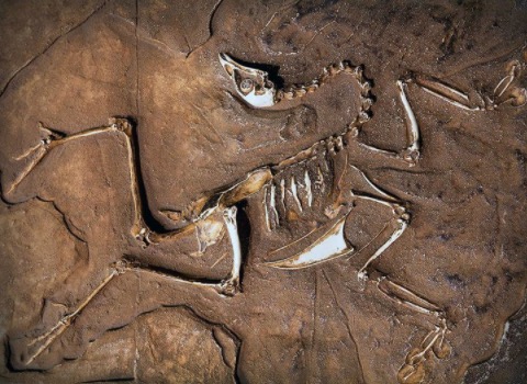 what-makes-a-dinosaur-a-dinosaur