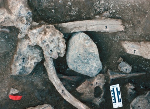 ivory-red-flag-how-an-ancient-mastodon-ignited-debate-over-humans-arrival-in-north-america