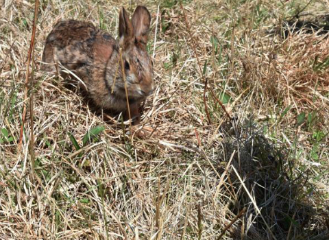 a-forbidding-island-off-martha-s-vineyard-once-a-bombing-site-is-now-a-bunny-refuge